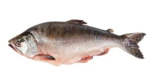 zalm, gekweekte, wilde, hoe gezond is zalm eigenlijk? mooigezond